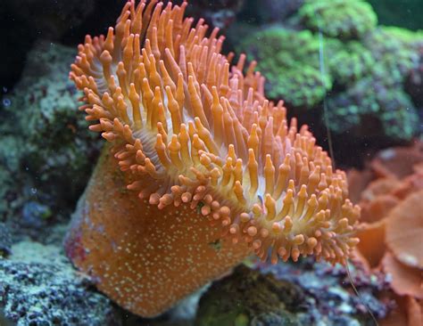 Free Images : water, underwater, fauna, coral reef, invertebrate, marine life, tentacle ...