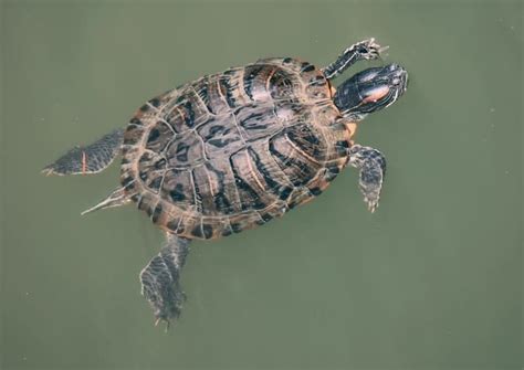 Reeves Turtles Information | Turtle Help | Turtle Times