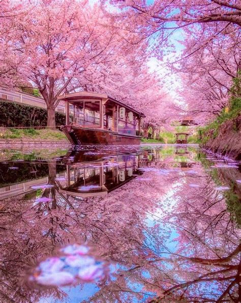 Japan's beauty