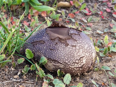 California Fungi: Calvatia cyathiformis