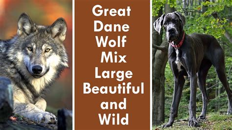 Great Dane Wolf Mix: Large, Beautiful, and Wild - YouTube