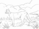 Florida Panther coloring Page  Free Printable Coloring Pages sketch template