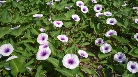 ผักบุ้ง (Ipomoea aquatica Forsk.) | Ipomoea aquatica, Plants, Morning glory