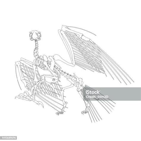 Vector Antique Engraving Drawing Illustration Of Bird Skeleton Isolated ...