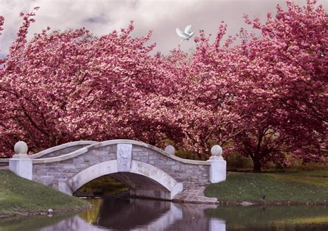 Wallpaper Japan 5k 4k Wallpaper Blossom Cherry Bridge River Dove | Images and Photos finder