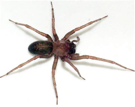 Dangerous Chilean Recluse Spider Colonizes Los Angeles County - Santa Monica Observer