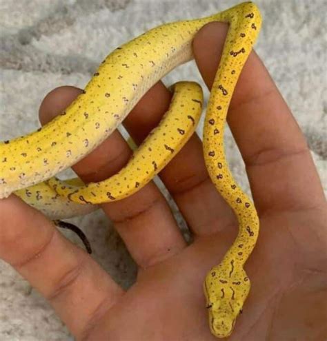 13 Incredible Green Tree Python Morphs and Localities