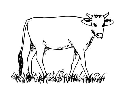 Hand-drawn simple vector drawing in black outline. Side view of a full-length cow, grazing in a ...