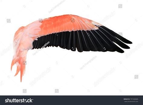 46,118 Flamingo Wings Images, Stock Photos & Vectors | Shutterstock