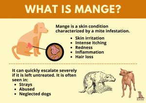 All About Mange In Dogs – Disease Process And Treatment Guide | Bark ...