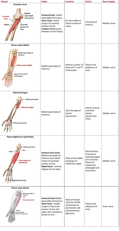 Forearm- Flexor and Extensor Compartments – Anatomy QA