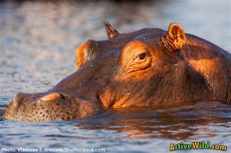 Hippo Facts, Pictures & Video: Hippopotamus Info For Kids & Adults