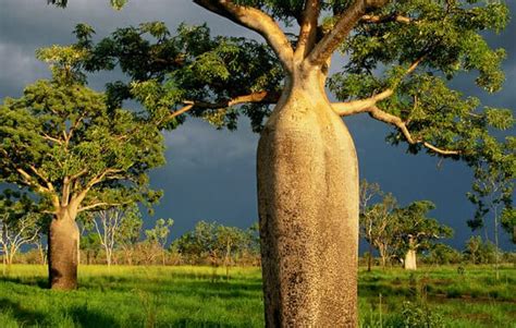 The Australian Boab Tree - News, Plants - Hello Hello Plants & Garden ...