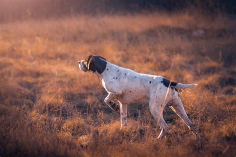 How to Train a Hunting Dog (Tips & Tricks for Success)