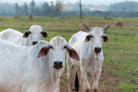 Premium Photo | Nelore cattle in the farm pasture selective focus