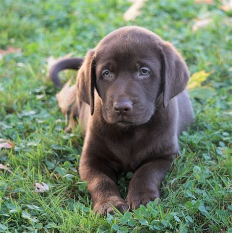 AKC Registered Labrador Retriever For Sale Sugarcreek, OH Male-Axel ...