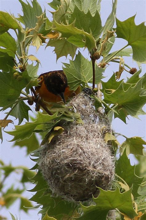 Baltimore Oriole Nest | Birding Pictures