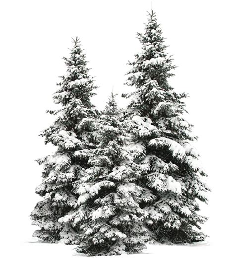 Download Tree Trees Christmas Christmastree Snow Winter Wintertr ...