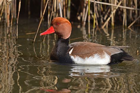 Red-crested Pochard