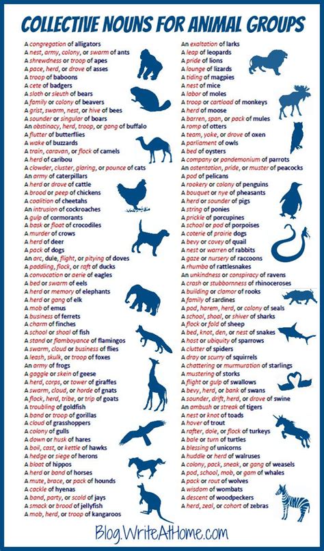 Animal Group Names : r/coolguides