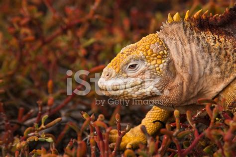 Land Iguana In The Galapagos Stock Photo | Royalty-Free | FreeImages