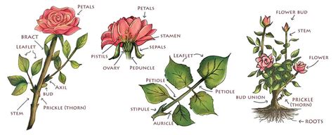 Diagram Of Flower Anatomy | Best Flower Site