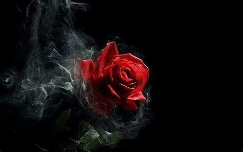 Dark Rose Wallpapers - Wallpaper Cave