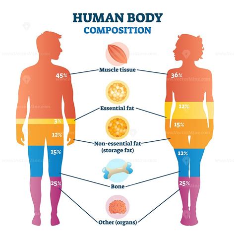 Human body composition infographic, vector illustration diagram – VectorMine