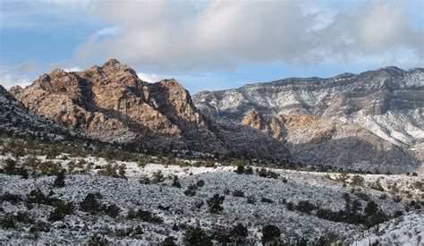 Las Vegas Winter Pests | Tri-X Pest Management