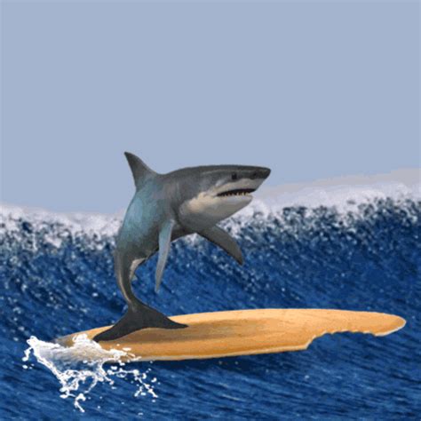 Shark GIFs on Giphy