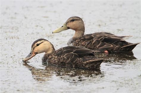 Mottled Duck pair | Duck photography, Duck hunting, Waterfowl