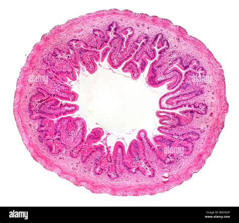 Frog small intestine TS showing villi nutrient absorption 'finger' like projections Stock Photo ...