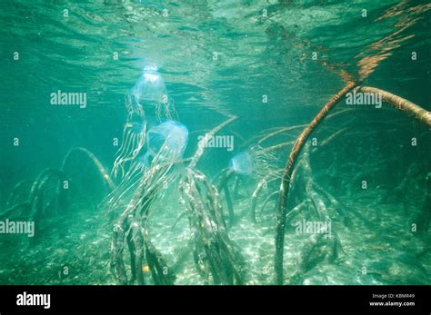 Chironex fleckeri hi-res stock photography and images - Alamy