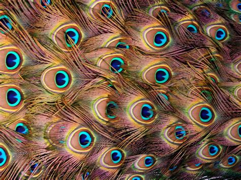 images of peacock feathers - Google Images | Peacock feathers, Peacock, Feather texture