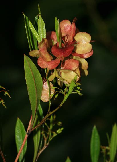 Dodonaea viscosa - Florida Hopbush, 'A'ali'i, Kumakani, Hawaiian ...