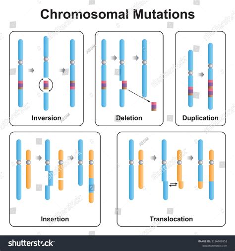 Scientific Designing Chromosomal Mutations Types Inversion Stock Vector (Royalty Free ...