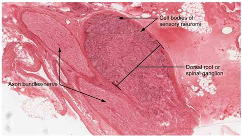 Dorsal Root Ganglion | Location, Structure, Histology & Embryology