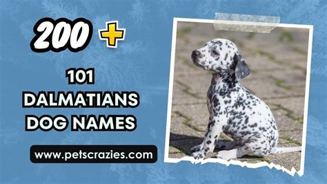 200+ 101 Dalmatian Dog Names - Unique And Popular Picks