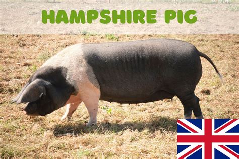 Hampshire Pig – One of the oldest American pig breeds – FarmerDB