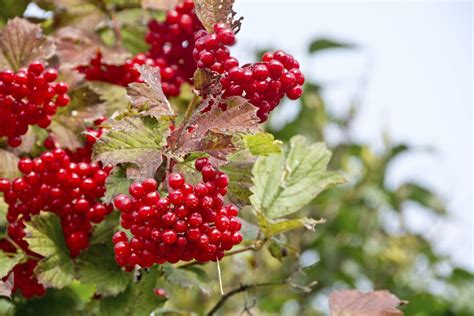 Highbush Cranberry - Viburnum Trilobum | Shrubs | Cold Stream Farm