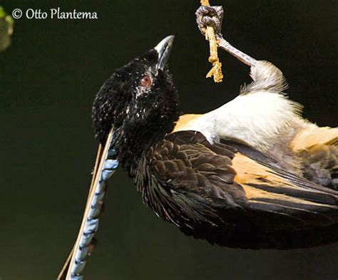 King-of-Saxony Bird-of-paradise