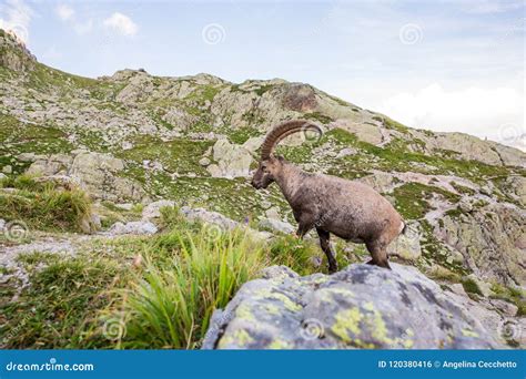 Wild Ibex Rock Climbing in Front of Iconic Mont-Blanc Mountain on a Sunny Summer Day Stock Photo ...