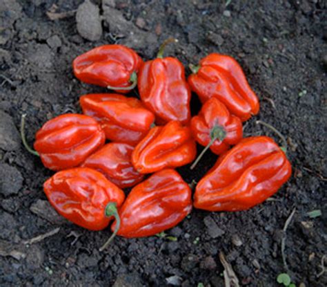 Habanero Pepper, Red Seeds