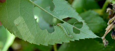 How to Kill Sawfly Larvae Naturally