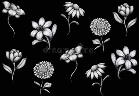 Black and White Floral Background. Stock Photo - Illustration of petal ...