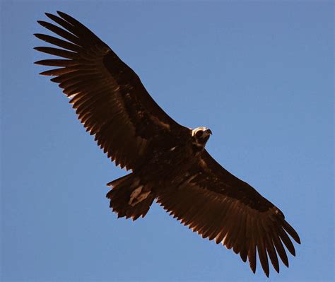 Birdwatching Algarve: Big birds of prey