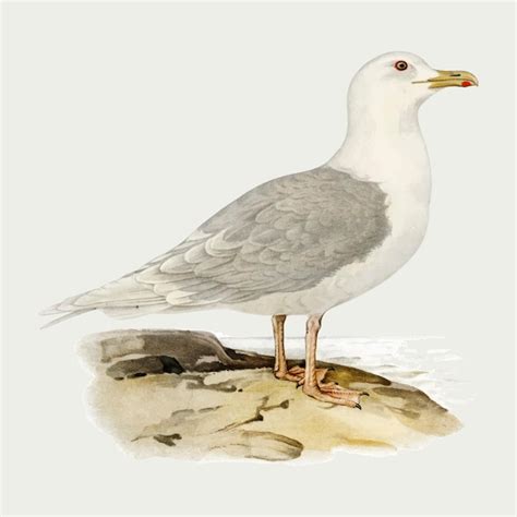 Seagull Anatomy Vectors & Illustrations for Free Download