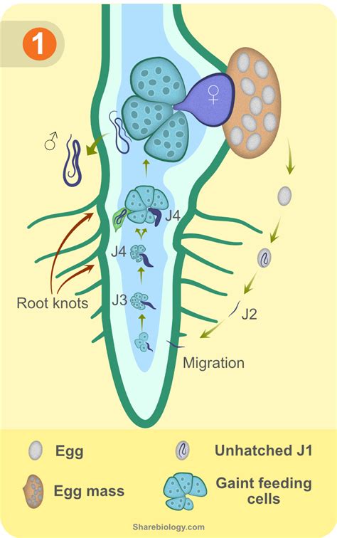 Root Knot Nematode Life Cycle