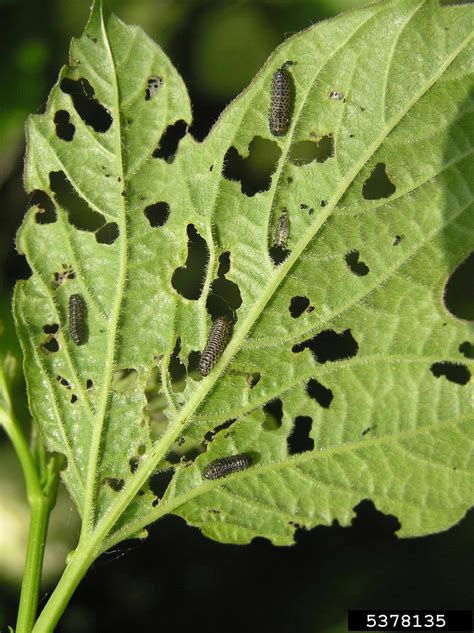 Be on the Lookout for Defoliated Viburnums and Viburnum Leaf Beetle