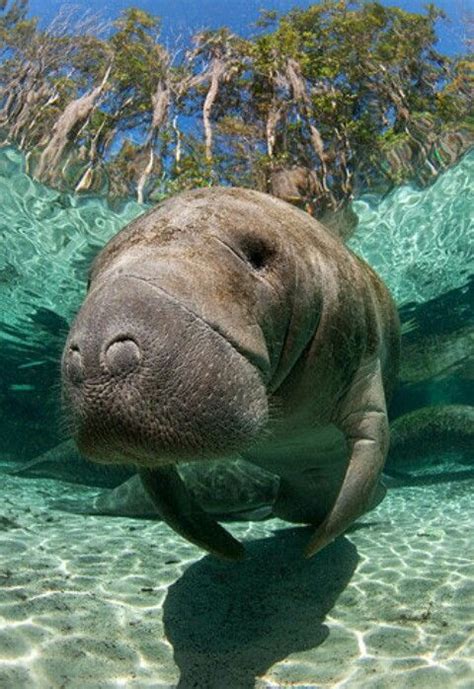 Lamantino | Ocean animals, Ocean habitat, Manatee